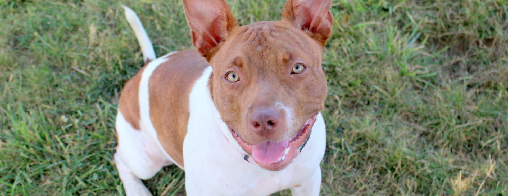 Fort Wayne Animal Care and Control